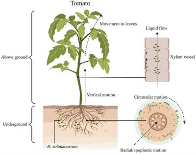 Induced defense strategies of plants against Ralstonia solanacearum